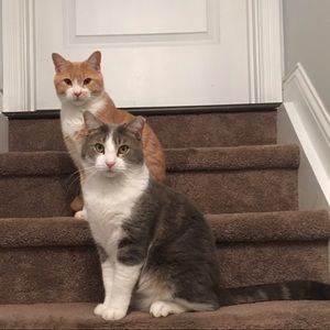 Meet your Posher, Ella